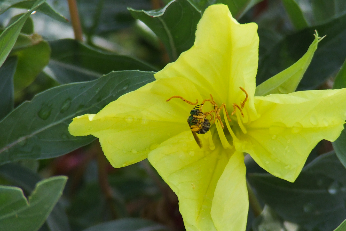 Missouri Evening Primrose